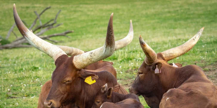 Celodenní vstup do Farmaparku včetně všech atrakcí a kyblík krmení nebo plyšák