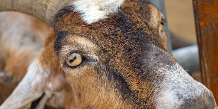 Celodenní vstup do Farmaparku včetně všech atrakcí a kyblík krmení nebo plyšák