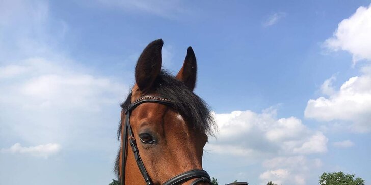 Zážitkový den s koňmi v Praze: péče o koníka, výcvik na jízdárně, vyjížďka v přírodě i občerstvení