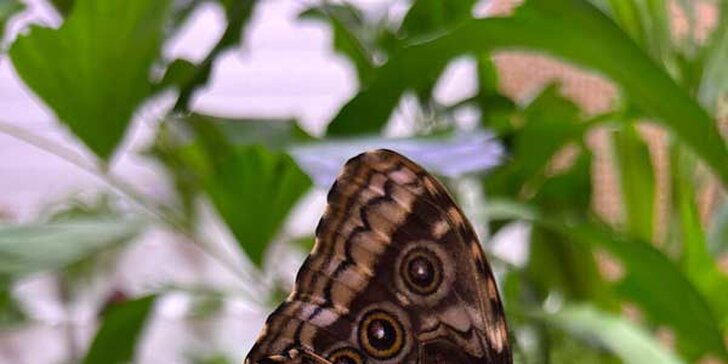 Krásní motýli na dosah: vstup do originálního Motýlího domu