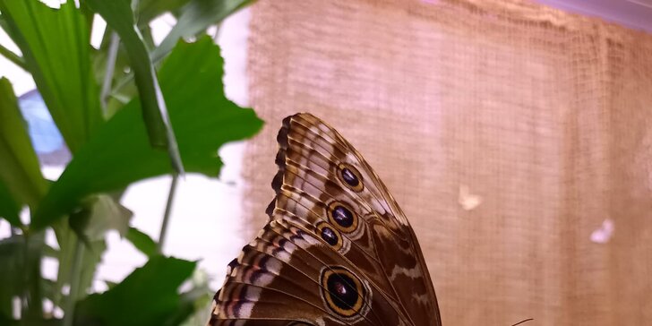 Krásní motýli na dosah: vstup do originálního Motýlího domu