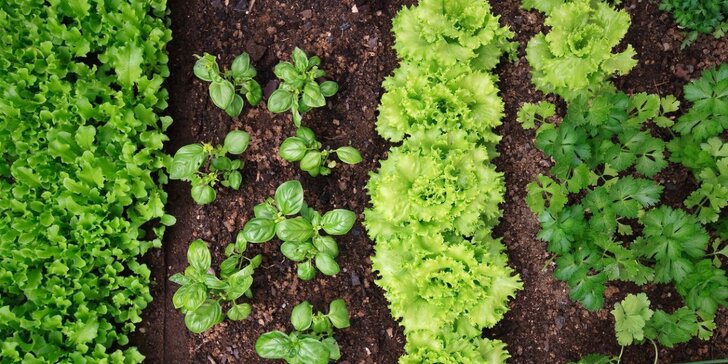Online kurzy ekologického zahradničení: pro zeleninu bez chemie a rytí, pro sklizeň během mrazivé zimy i suchého léta