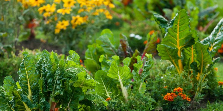 Online kurzy ekologického zahradničení: pro zeleninu bez chemie a rytí, pro sklizeň během suchého léta i mrazivé zimy
