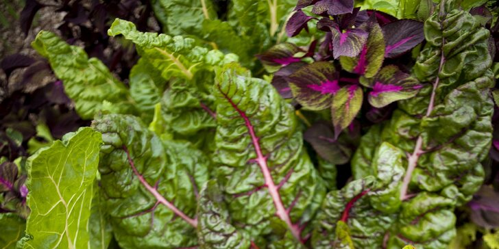 Online kurzy ekologického zahradničení: pro zeleninu bez chemie a rytí, pro sklizeň během suchého léta i mrazivé zimy