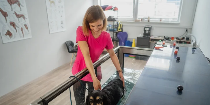 Pejsek bez bolesti: konzultace i samotná rehabilitace nebo laserové ošetření