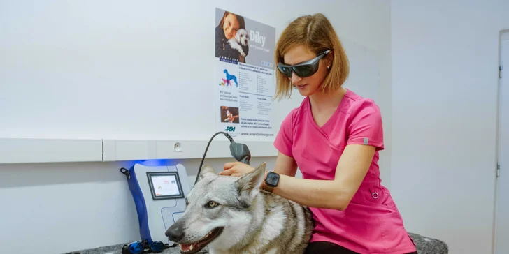 Pejsek bez bolesti: konzultace i samotná rehabilitace nebo laserové ošetření