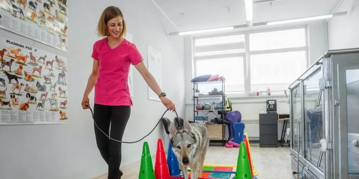 Pejsek bez bolesti: konzultace i samotná rehabilitace nebo laserové ošetření