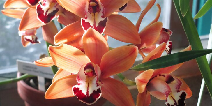 Výlet na největší výstavu orchidejí v rakouském klášteře Klosterneuburg a prohlídka Vídně