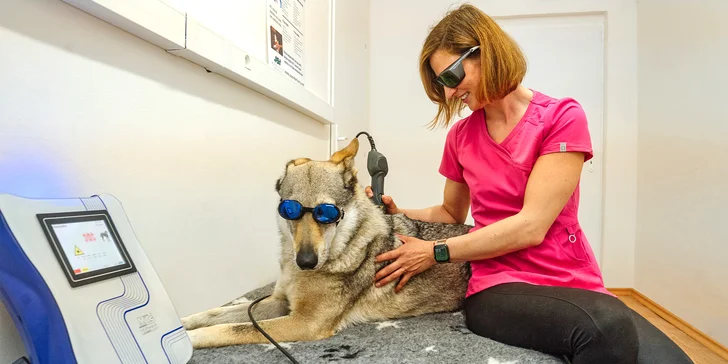 Pejsek bez bolesti: konzultace i samotná rehabilitace nebo laserové ošetření