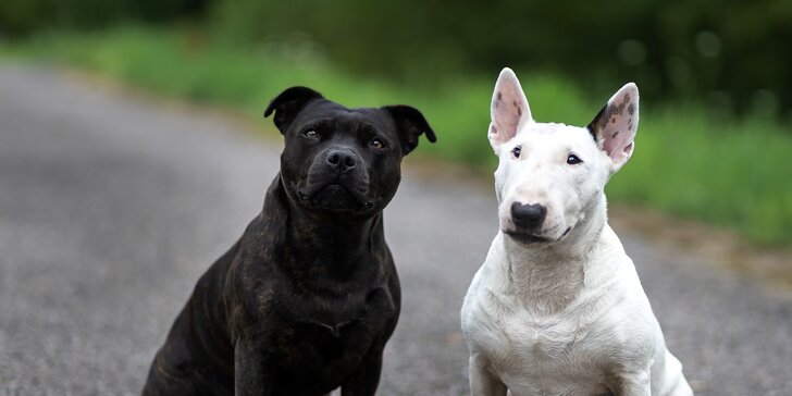 Focení psů: portréty nebo s páníčkem, možno vyfotit i více pejsků, 5 či 7 fotek