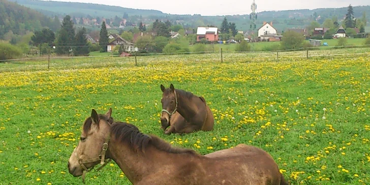 Vyjížďky do přírody: jízda ve skupině až 8 lidí, vybavení k zapůjčení