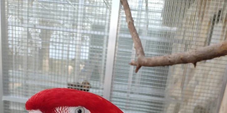 Rodinný vstup na statek se spoustou zvířat: velbloudi, pštros, opičky, kozy, lamy i chameleon