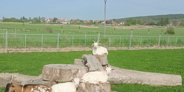Rodinný vstup na statek se spoustou zvířat: velbloudi, pštros, opičky, kozy, lamy i chameleon