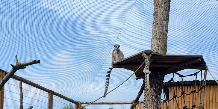 Rodinný vstup na statek se spoustou zvířat: velbloudi, pštros, opičky, kozy, lamy i chameleon