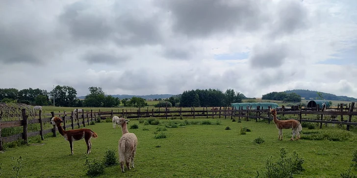 Rodinný vstup na statek se spoustou zvířat: velbloudi, pštros, opičky, kozy, lamy i chameleon
