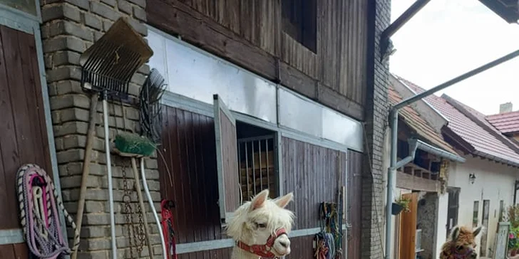 Rodinný vstup na statek se spoustou zvířat: velbloudi, pštros, opičky, kozy, lamy i chameleon