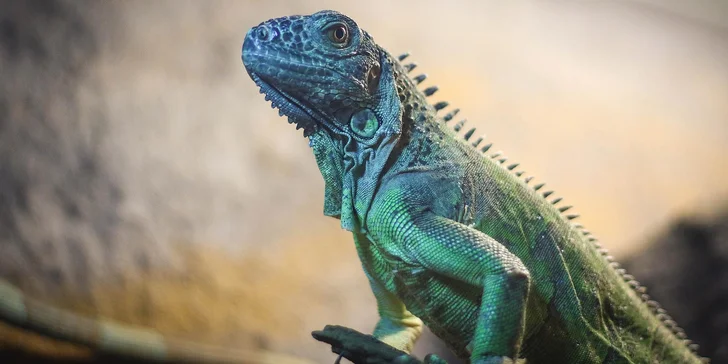 Rodinný vstup na statek se spoustou zvířat: velbloudi, pštros, opičky, kozy, lamy i chameleon