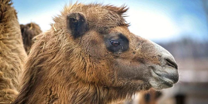 Rodinný vstup na statek se spoustou zvířat: velbloudi, pštros, opičky, kozy, lamy i chameleon