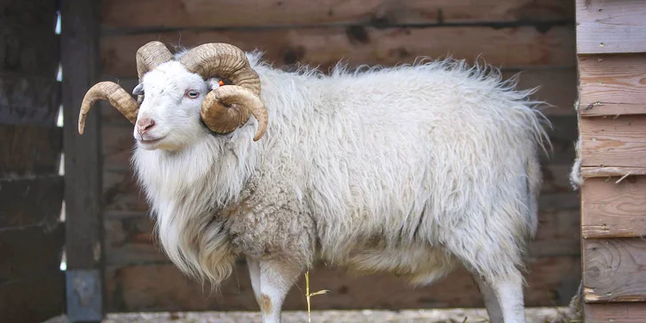 Rodinný vstup na statek se spoustou zvířat: velbloudi, pštros, opičky, kozy, lamy i chameleon