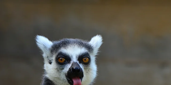 Na den ošetřovatelem v ZOO Plasy pro 1 i 2 osoby: poznejte 80 druhů exotických zvířat zblízka