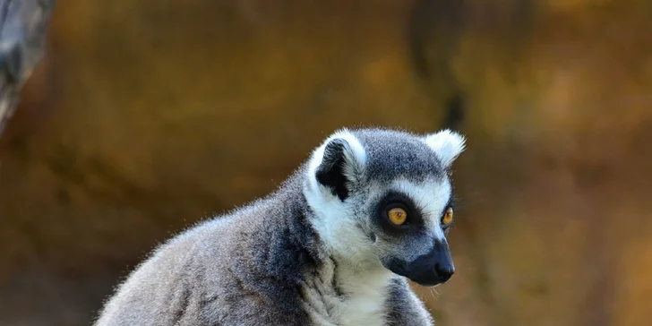 Na den ošetřovatelem v ZOO Plasy pro 1 i 2 osoby: poznejte 80 druhů exotických zvířat zblízka