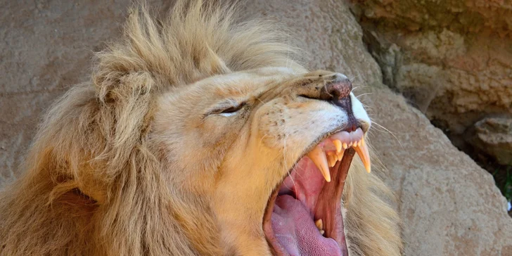Na den ošetřovatelem v ZOO Plasy pro 1 i 2 osoby: poznejte 80 druhů exotických zvířat zblízka