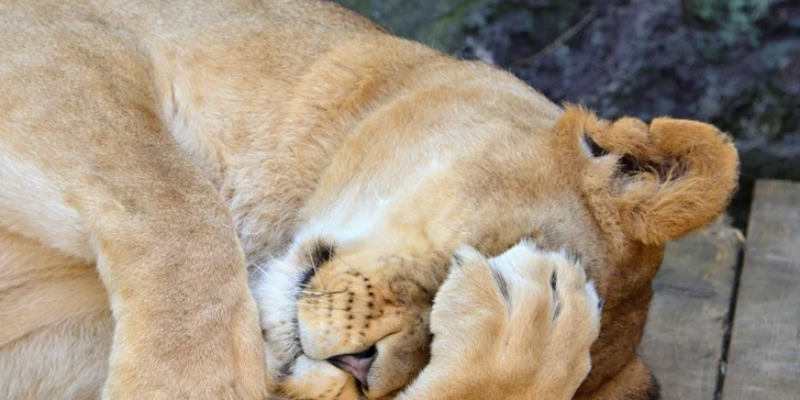Na den ošetřovatelem v ZOO Plasy pro 1 i 2 osoby: poznejte 80 druhů exotických zvířat zblízka