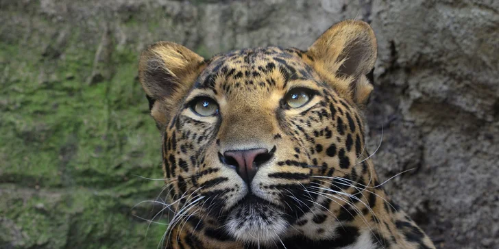 Na den ošetřovatelem v ZOO Plasy pro 1 i 2 osoby: poznejte 80 druhů exotických zvířat zblízka