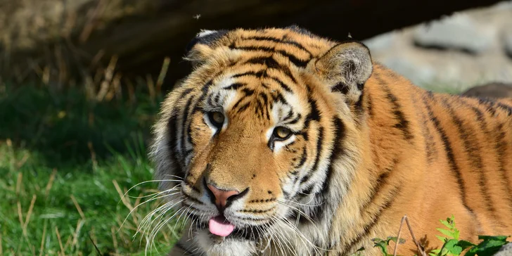 Na den ošetřovatelem v ZOO Plasy pro 1 i 2 osoby: poznejte 80 druhů exotických zvířat zblízka