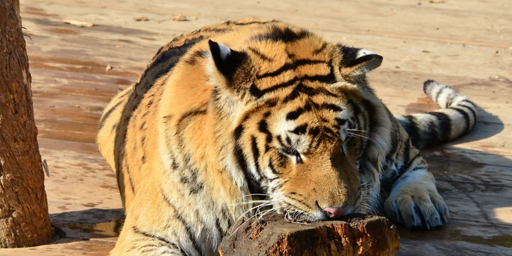 Na den ošetřovatelem v ZOO Plasy pro 1 i 2 osoby: poznejte 80 druhů exotických zvířat zblízka