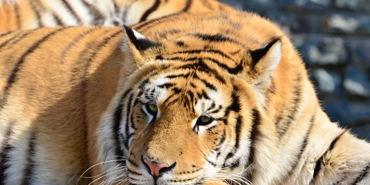 Na den ošetřovatelem v ZOO Plasy pro 1 i 2 osoby: poznejte 80 druhů exotických zvířat zblízka