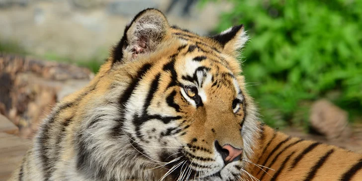 Na den ošetřovatelem v ZOO Plasy pro 1 i 2 osoby: poznejte 80 druhů exotických zvířat zblízka
