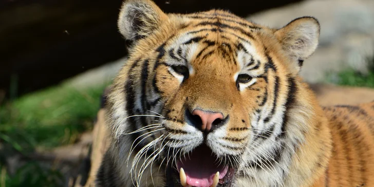 Na den ošetřovatelem v ZOO Plasy pro 1 i 2 osoby: poznejte 80 druhů exotických zvířat zblízka