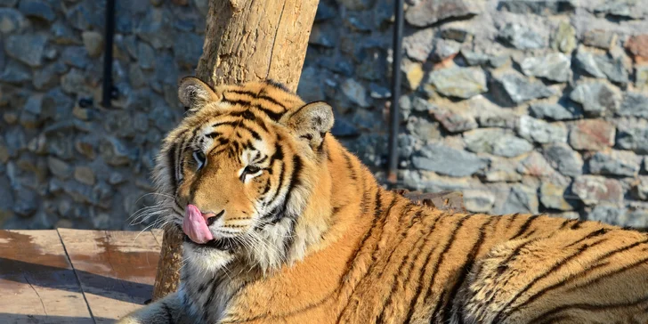 Na den ošetřovatelem v ZOO Plasy pro 1 i 2 osoby: poznejte 80 druhů exotických zvířat zblízka