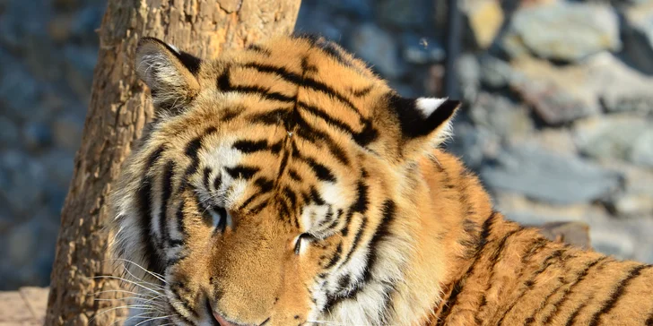 Na den ošetřovatelem v ZOO Plasy pro 1 i 2 osoby: poznejte 80 druhů exotických zvířat zblízka