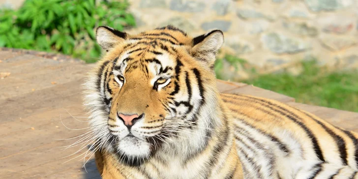 Na den ošetřovatelem v ZOO Plasy pro 1 i 2 osoby: poznejte 80 druhů exotických zvířat zblízka