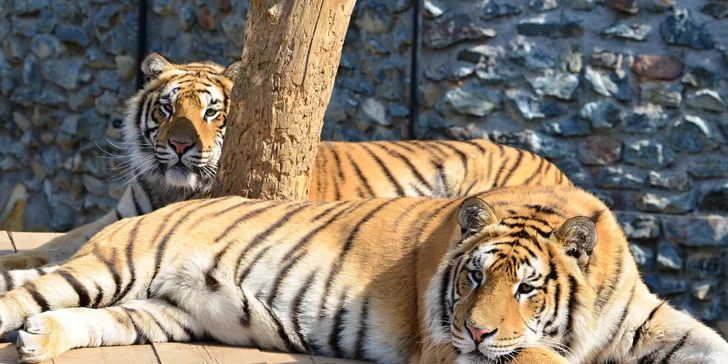 Na den ošetřovatelem v ZOO Plasy pro 1 i 2 osoby: poznejte 80 druhů exotických zvířat zblízka
