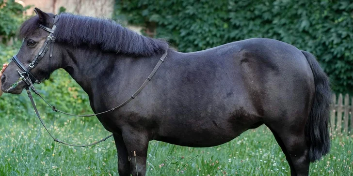 Děti, hurá do sedel: jízda na poníkovi v přírodě okolo Kunětické hory i kartáčování a čištění