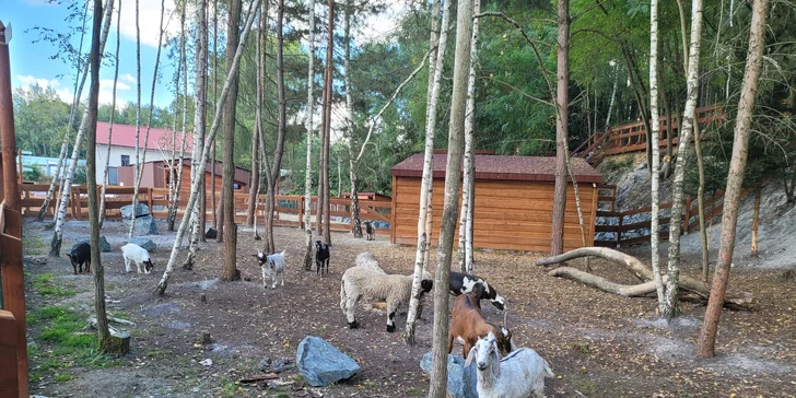 Pobyt mezi zvířátky ve Farmaparku u Toma: VIP prohlídky i Den ošetřovatelem