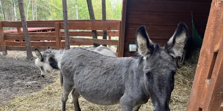 Pobyt mezi zvířátky ve Farmaparku u Toma: VIP prohlídky i Den ošetřovatelem