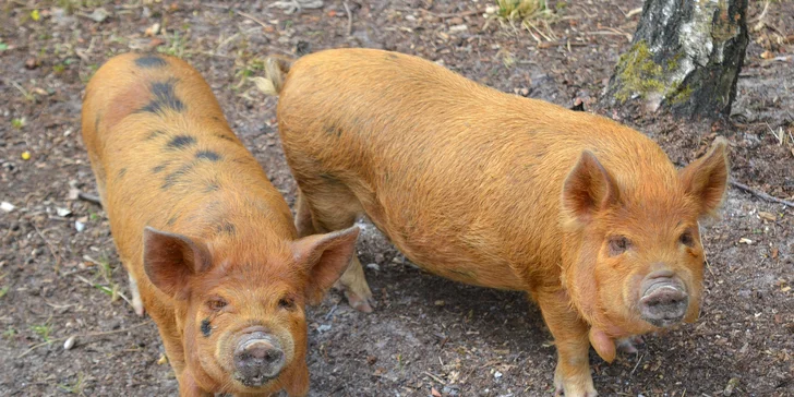 Pobyt mezi zvířátky ve Farmaparku u Toma: VIP prohlídky i Den ošetřovatelem