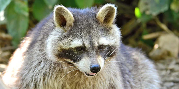 Na den ošetřovatelem v ZOO Plasy pro 1 i 2 osoby: poznejte 80 druhů exotických zvířat zblízka