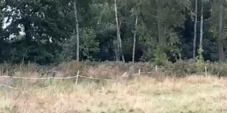 Projížďka na oslíkovi nebo poníkovi: zážitek v přírodě pro děti i dospělé