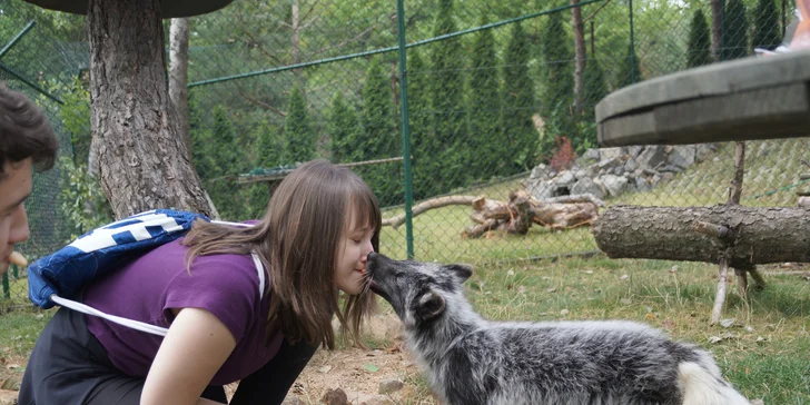 Zážitkové krmení polárních lišek a prohlídka kočkovitých šelem: rysi, oceloti i karakali