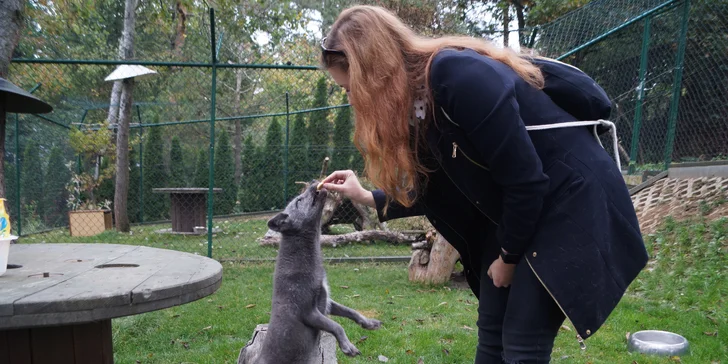 Zážitkové krmení polárních lišek a prohlídka kočkovitých šelem: rysi, oceloti i karakali