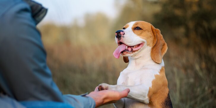 Online kurzy pro spokojený život se psem: motivace, problémové chování i kompletní balíček
