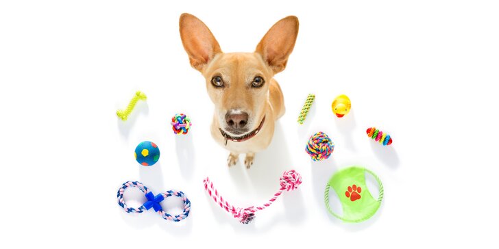 Online kurzy pro spokojený život se psem: motivace, problémové chování i kompletní balíček