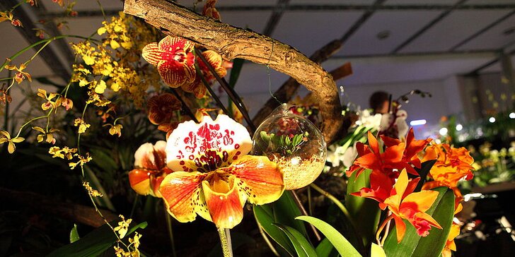 Vlakem do Drážďan: prohlídka města i návštěva mezinárodní výstavy orchidejí