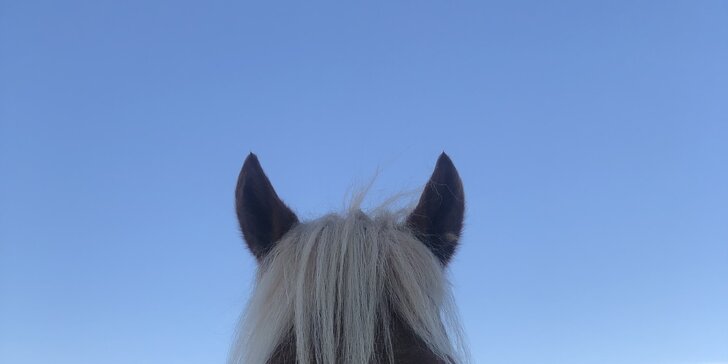 Za koňmi do přírody: vyjížďka nebo kurz komunikace s koňmi pro dospělé i děti