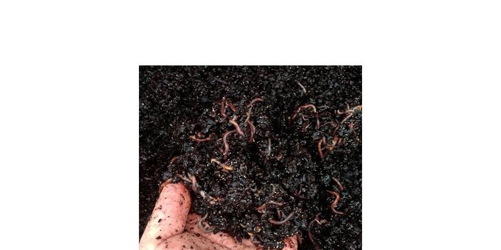Kalifornské žížaly i s vermikompostérem na "čaj": zpracují biodpad, vyrobí hnojivo